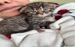 Scottish Fold cats for sale: 🐾ADORABLE SCOTTISH KITTENS FOR SALE🐾  - Image 3