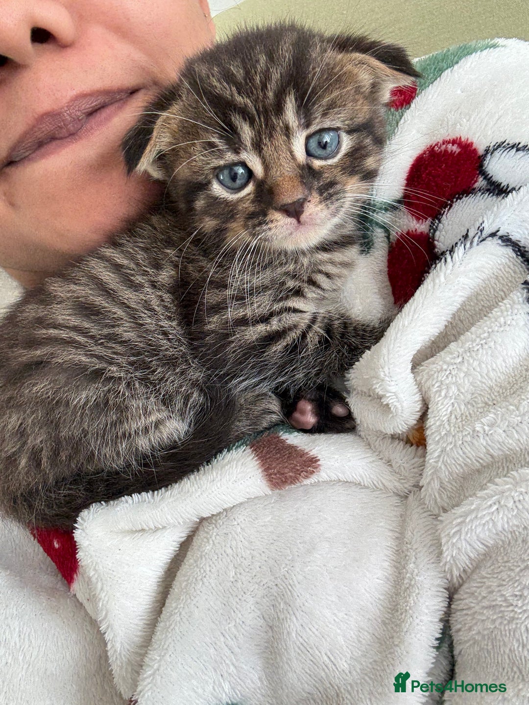 Scottish Fold cats for sale: 🐾ADORABLE SCOTTISH KITTENS FOR SALE🐾  - Image 3