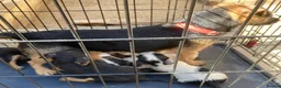 Jack Russell dogs for sale: Jack Russell puppies  - Advert 1