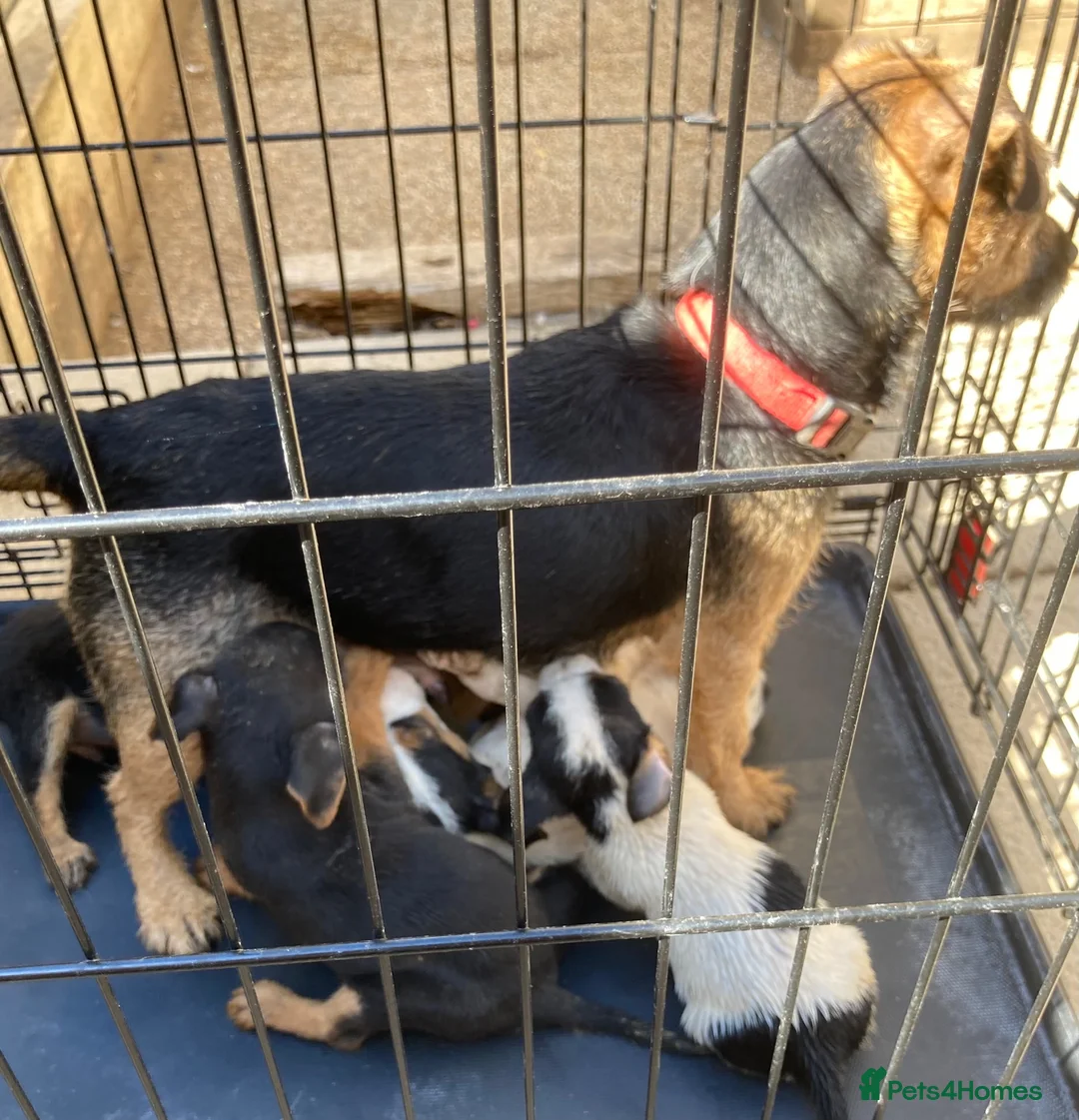 Jack Russell dogs for sale: Jack Russell puppies  - Advert 1