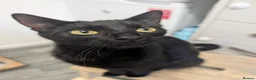 Mixed Breed cats for sale: 3 beautiful kittens  - Advert 8