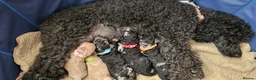 Miniature Poodle dogs for sale: 6 weeks old F1b Moyen Poodle  - Advert 18