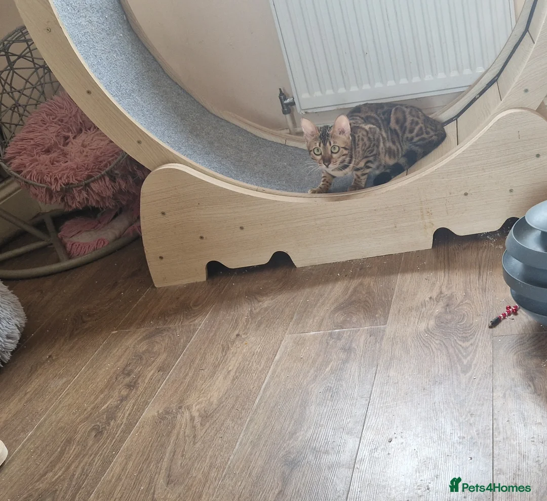 Bengal cats for sale: Beautiful queen ❤️ - Advert 2