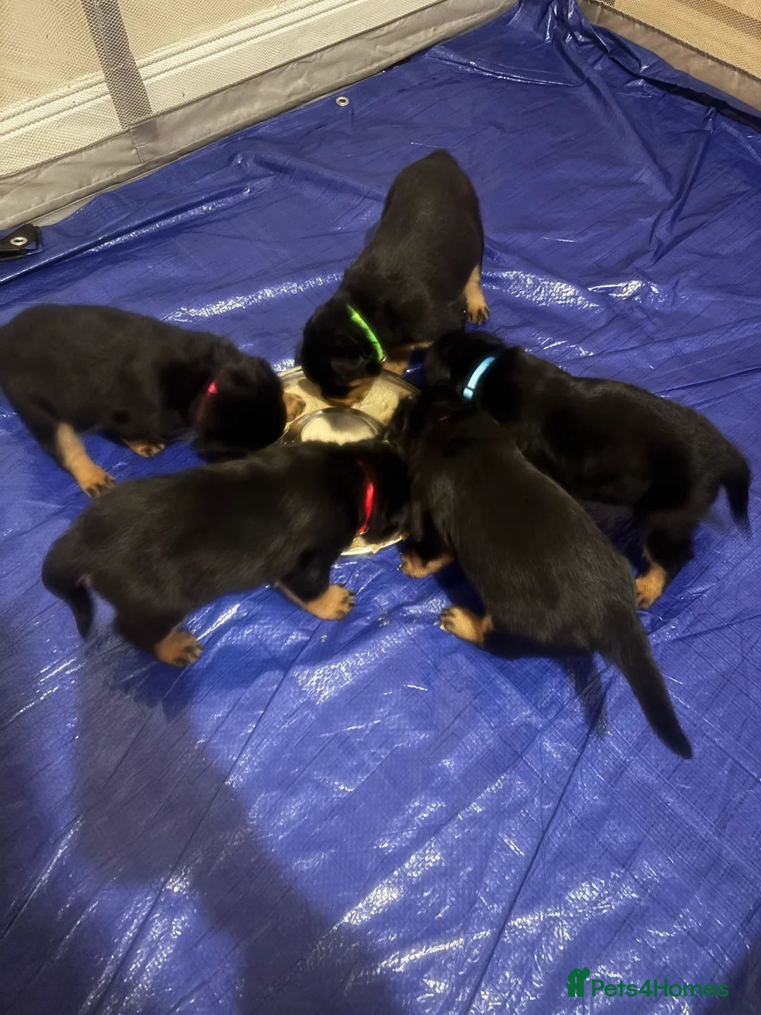 Rottweiler dogs for sale: Rottweiler puppy ONE girl left  - Advert 15