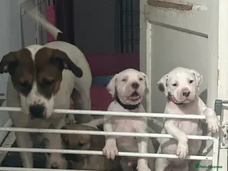 Mixed Breed dogs american bulldog cross staff - Advert 1