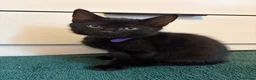 Mixed Breed cats for sale: 4 gorgeous black female kittens 🖤 - Advert 9