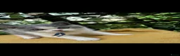 British Shorthair cats for sale: Full British shorthairs ready now  - Advert 9