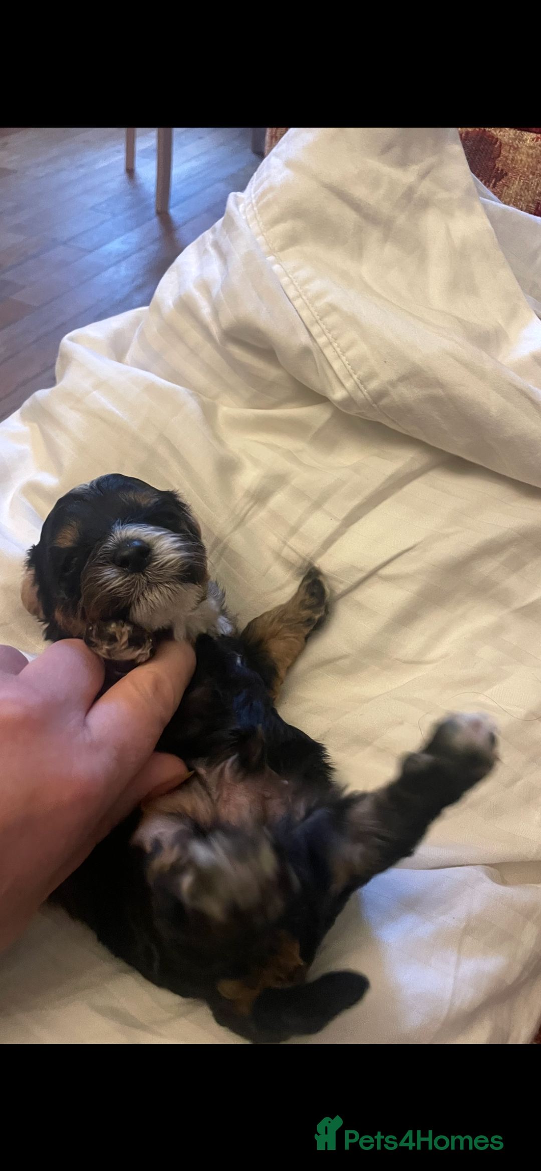 Cavapoo dogs for sale: Cavapoo - Advert 5