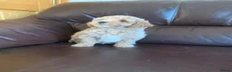 Poochon dogs for sale: Outstanding Poochon puppies  - Advert 21