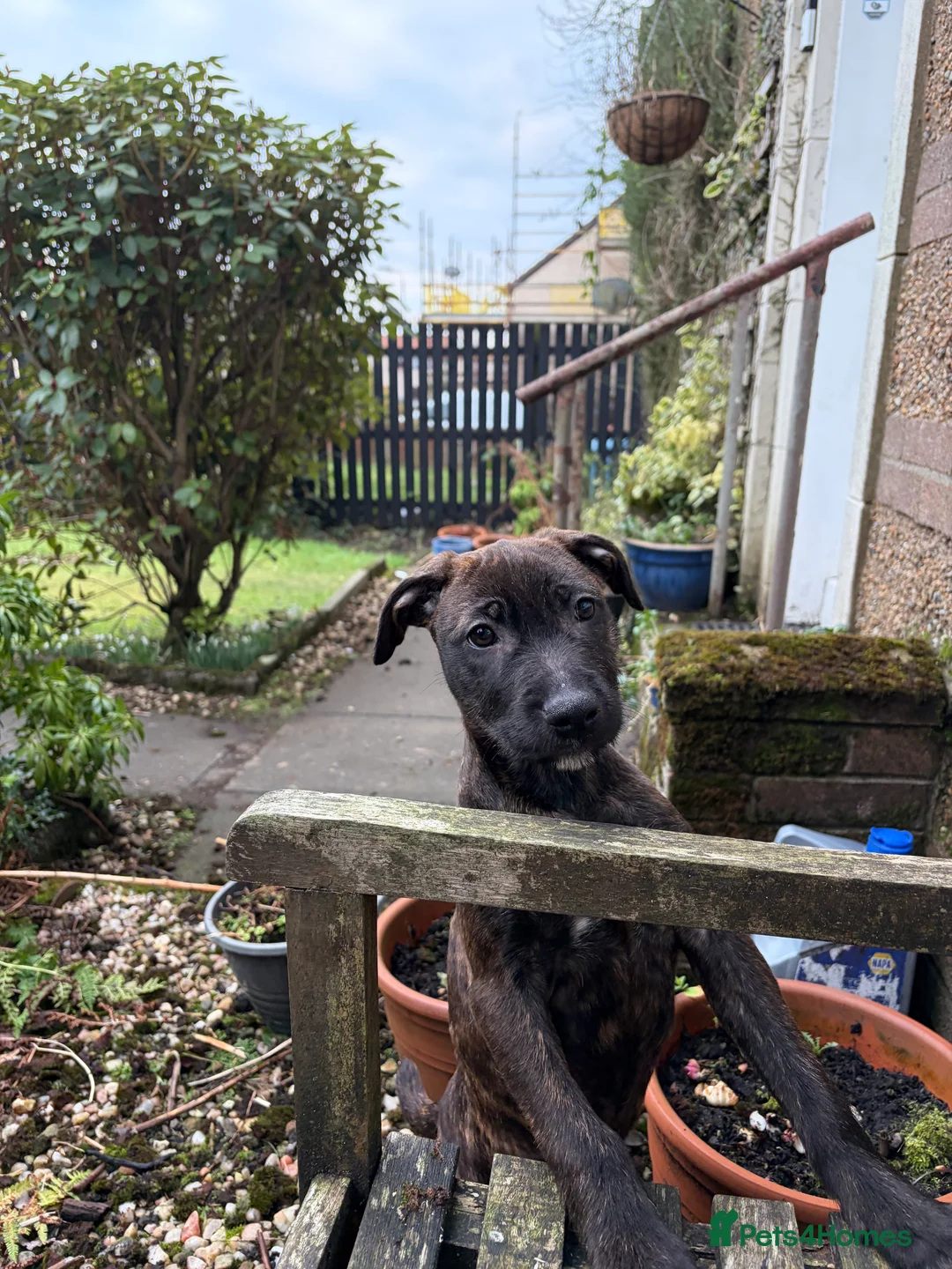 Mixed Breed dogs for sale: 15 weeks old terrier girl - Advert 9