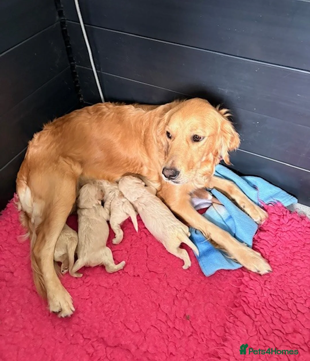 Goldendoodle dogs for sale: Australian Golden Doodle Puppies - Advert 16