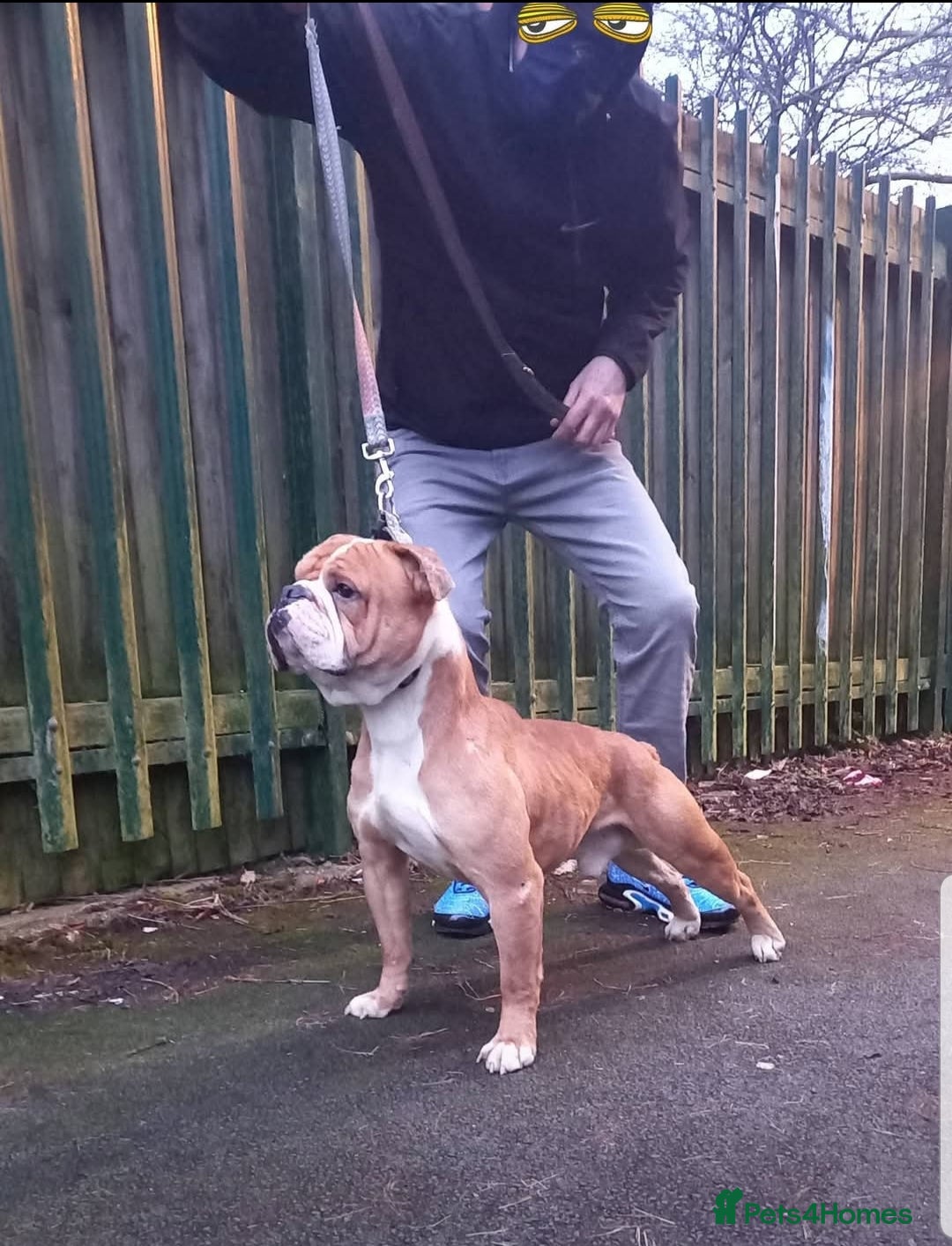 Olde English Bulldogge dogs Olde English bulldogge for stud  in Heywood - Advert 1