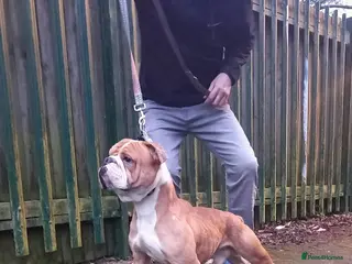 Olde English Bulldogge dogs Olde English bulldogge for stud in Heywood - Advert 1