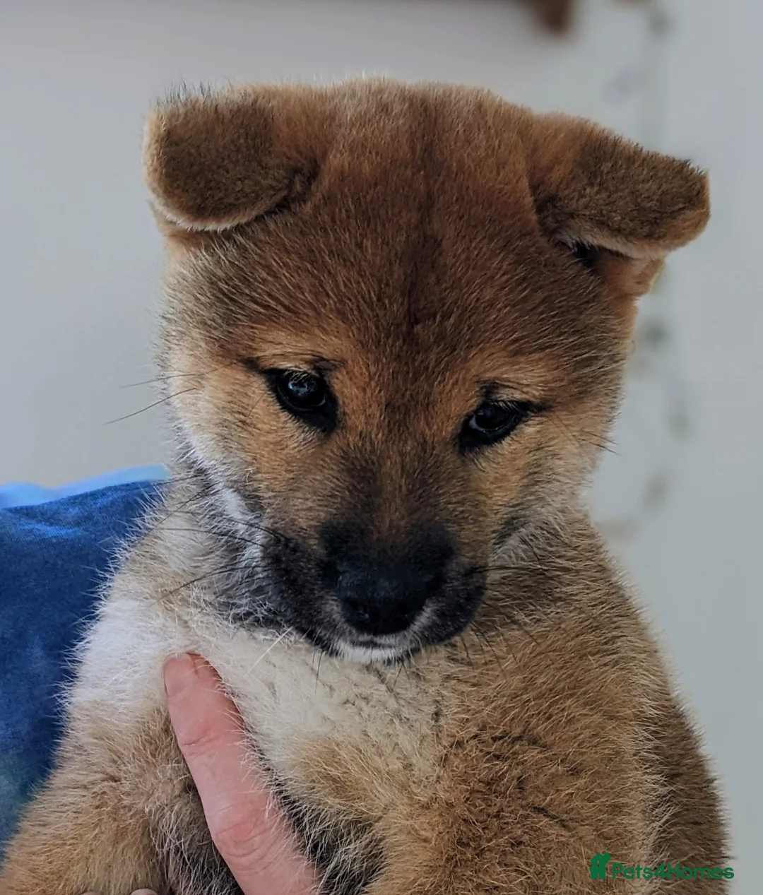 Japanese Shiba Inu dogs for stud: Japanese Shiba Inu in Swansea - Advert 4