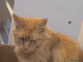 Mixed Breed cats Mainecoon cross - Advert 2