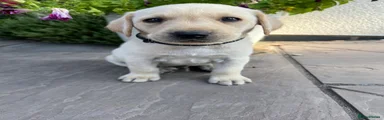 Black Collar