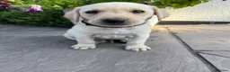 Labrador Retriever dogs for sale: 🐾 READY NOW🐾 FTCH Labrador Puppies - Advert 26