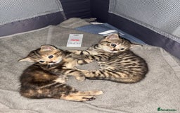 Mixed Breed cats for sale: Cute kittens awaiting a loving forever home  - Image 11