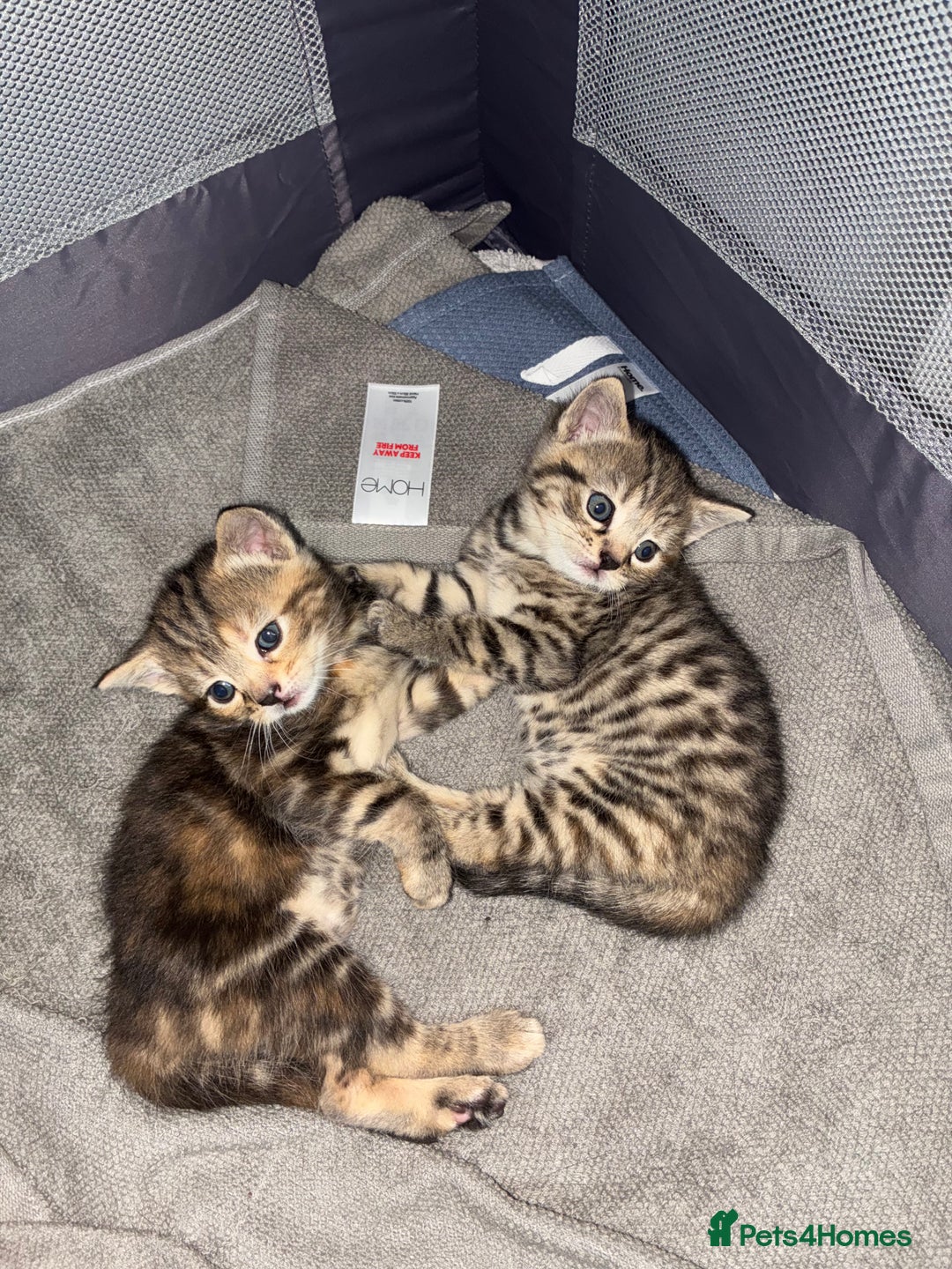 Mixed Breed cats for sale: Cute kittens awaiting a loving forever home  - Image 11