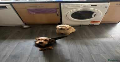 Mixed Breed dogs 2 puppies for sale  - Advert 13