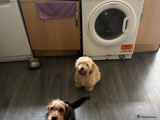 Mixed Breed dogs for sale - Advert 1