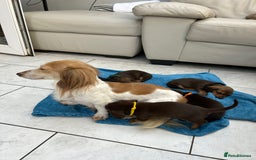 Dachshund dogs for sale: Mini Long-hair dachshund  - Image 14