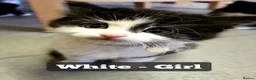 Mixed Breed cats for sale: Fluffy kittens - Advert 4