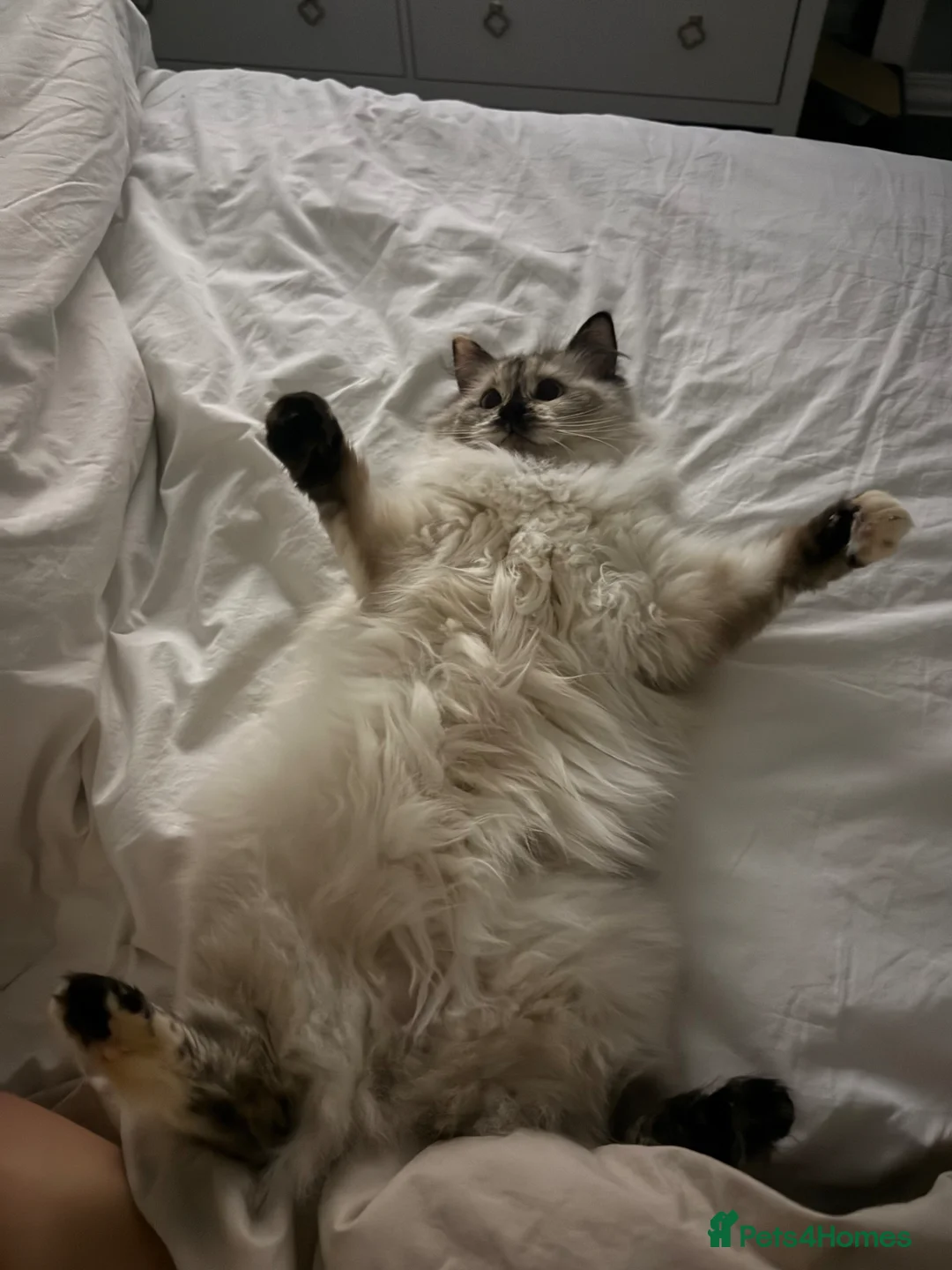 Ragdoll cats for sale: Beautiful Ragdoll Bella in Horsham - Advert 2