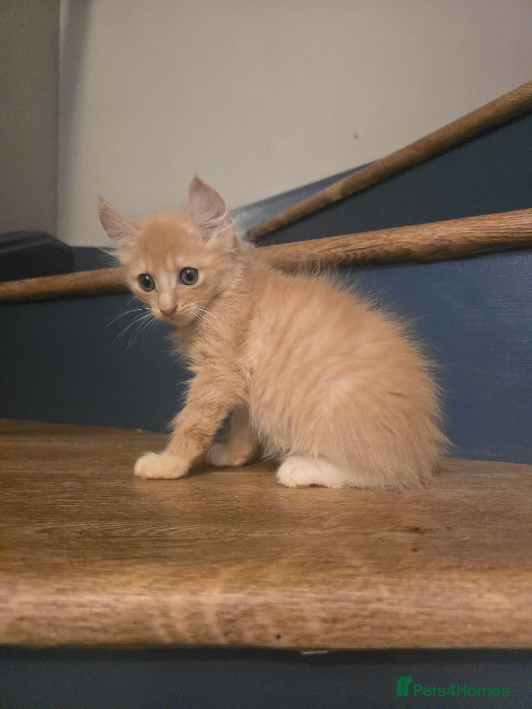 Mixed Breed cats for sale: Two ginger boys and one Flame point - Image 5