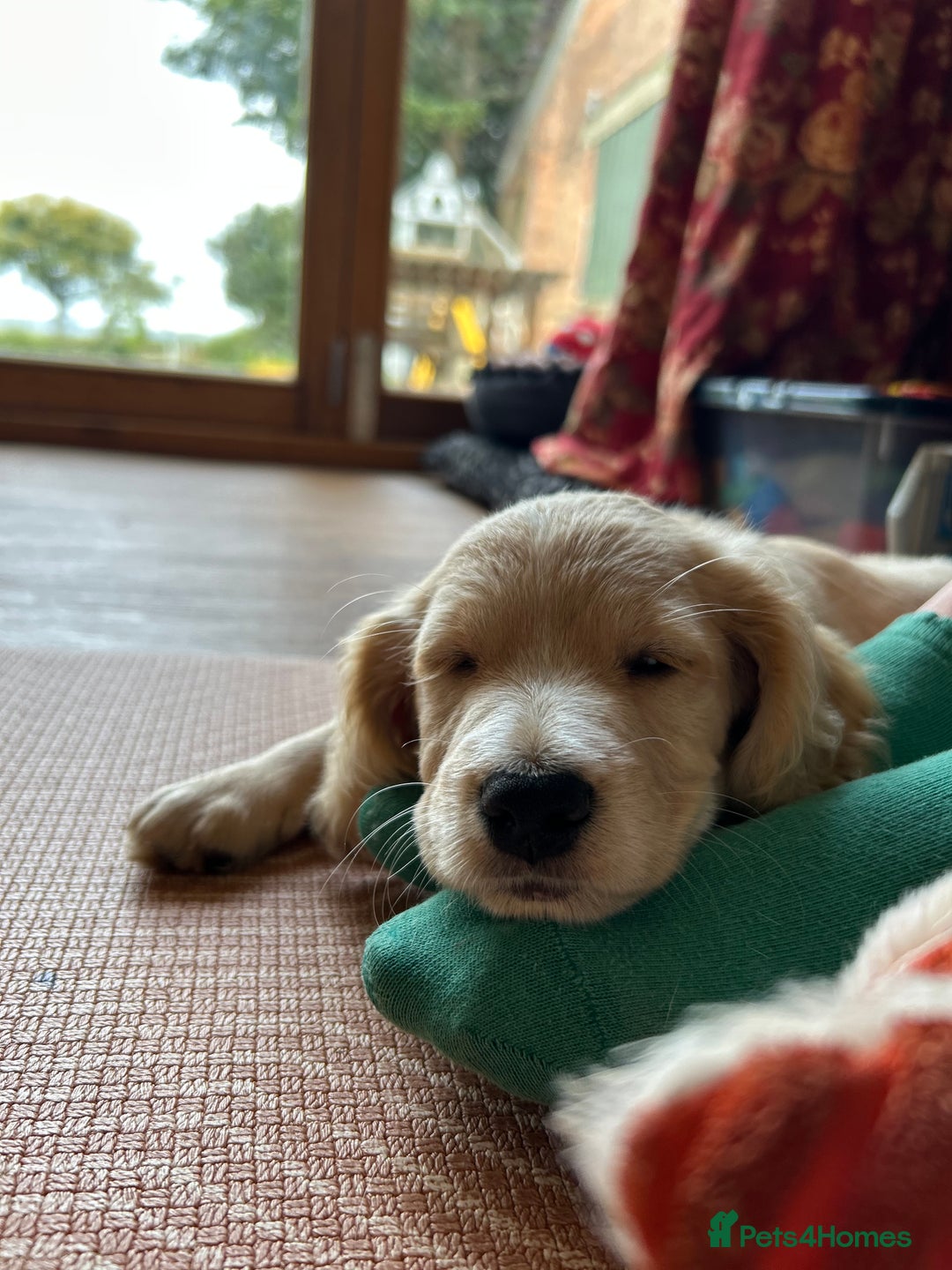 Cocker Spaniel dogs for sale: REDUCED, 2 LEFT. READY NOW! Cocker Spaniel mix - Image 15