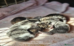 Mixed Breed cats for sale: Beautifully marked kittens - Image 1