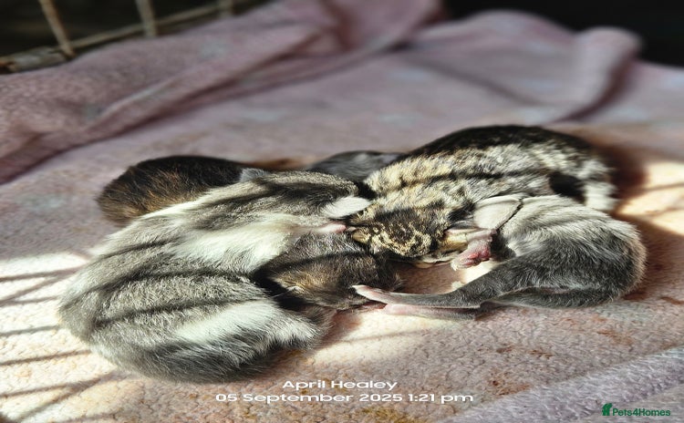 Mixed Breed cats - Advert 10