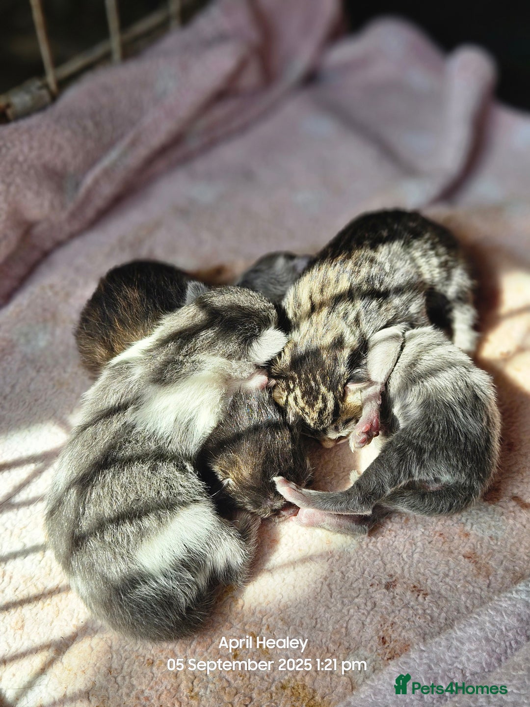 Mixed Breed cats for sale: Beautifully marked kittens - Image 1