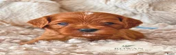Cavapoo dogs for sale: 5 STAR LICENSED BREEDER BEAUTIFUL RED F1 CAVAPOOS - Advert 14