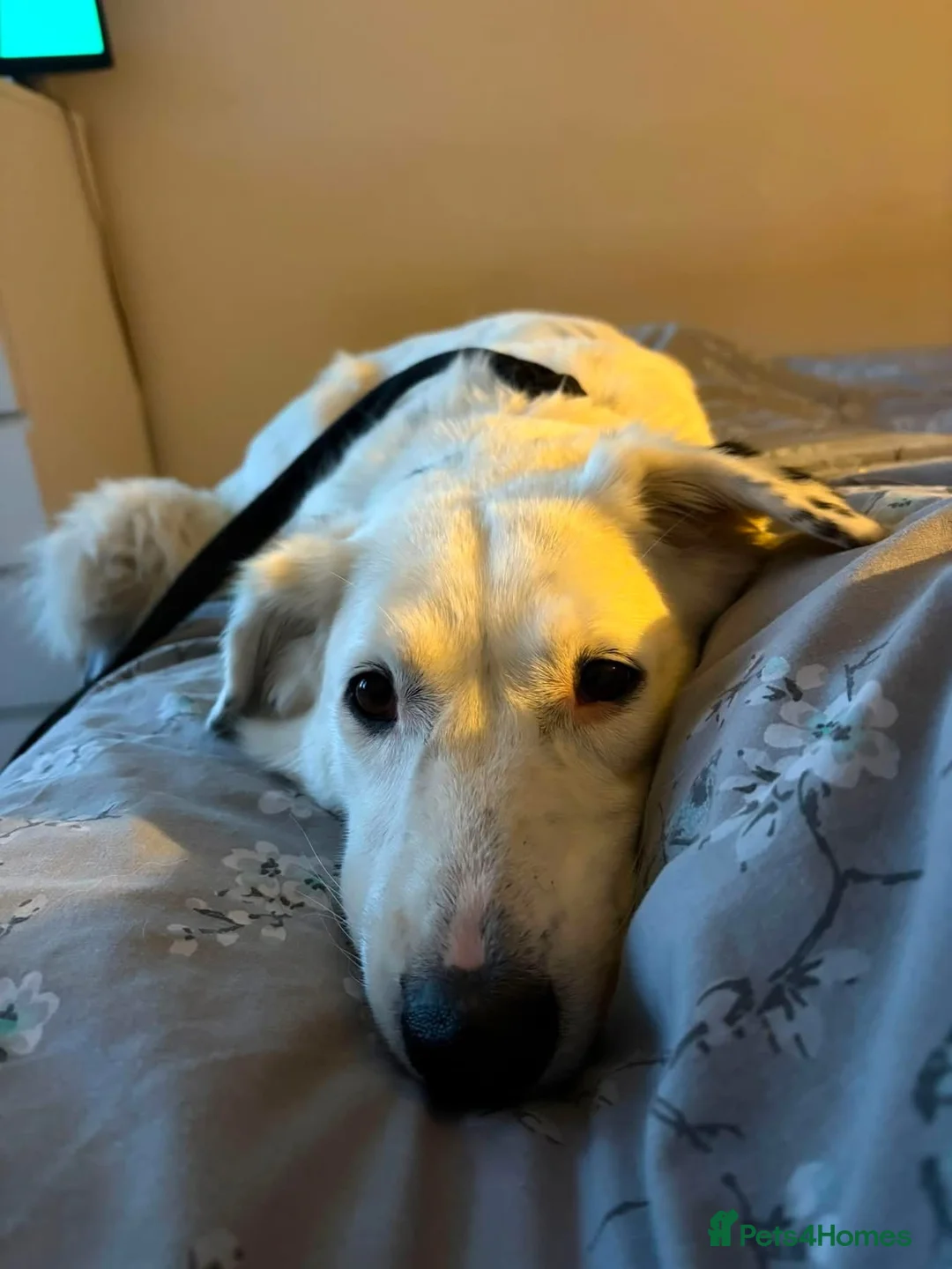 Mixed Breed dogs for adoption: Mica - Norwich Norfolk  in Norwich - Advert 1