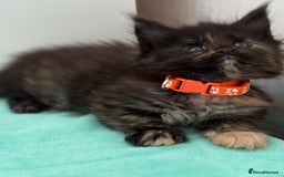 Maine Coon cats for sale: GCCF Reg Main Coon Kittens - Image 2