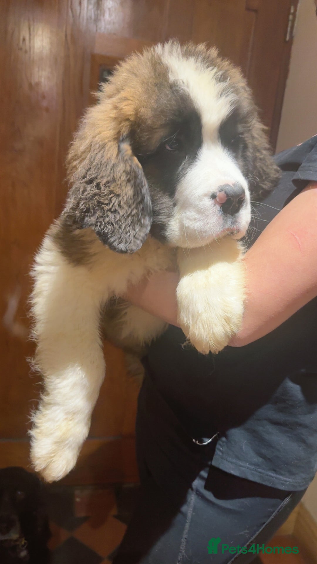 Saint Bernard dogs for sale: Gorgeous Saint Bernard puppies for sale - Advert 4
