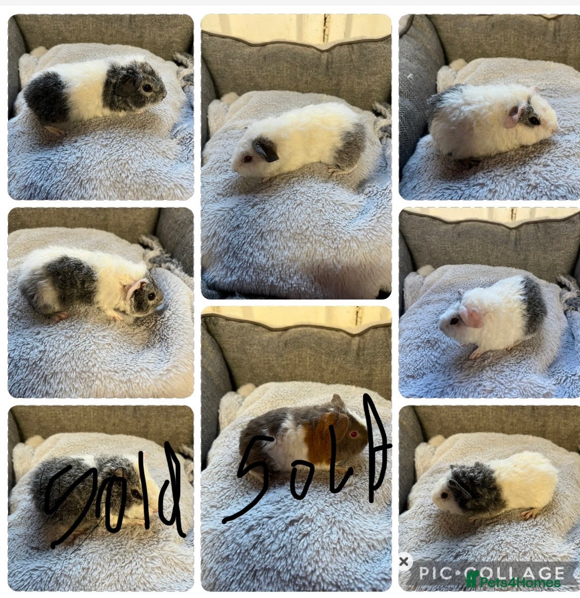 Guinea Pig rodents Lovely Teddy Boars - READY IN TWO WEEKS  - Advert 10