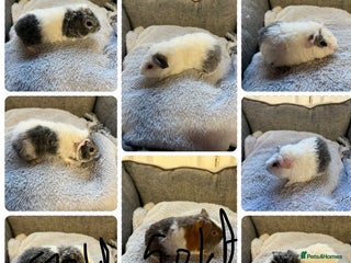Guinea Pig rodents Lovely Teddy Boars for sale - Advert 10