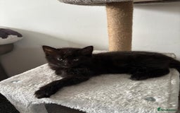 Mixed Breed cats for sale: Beautiful Kittens Looking for a Loving Home 🐾 - Image 11