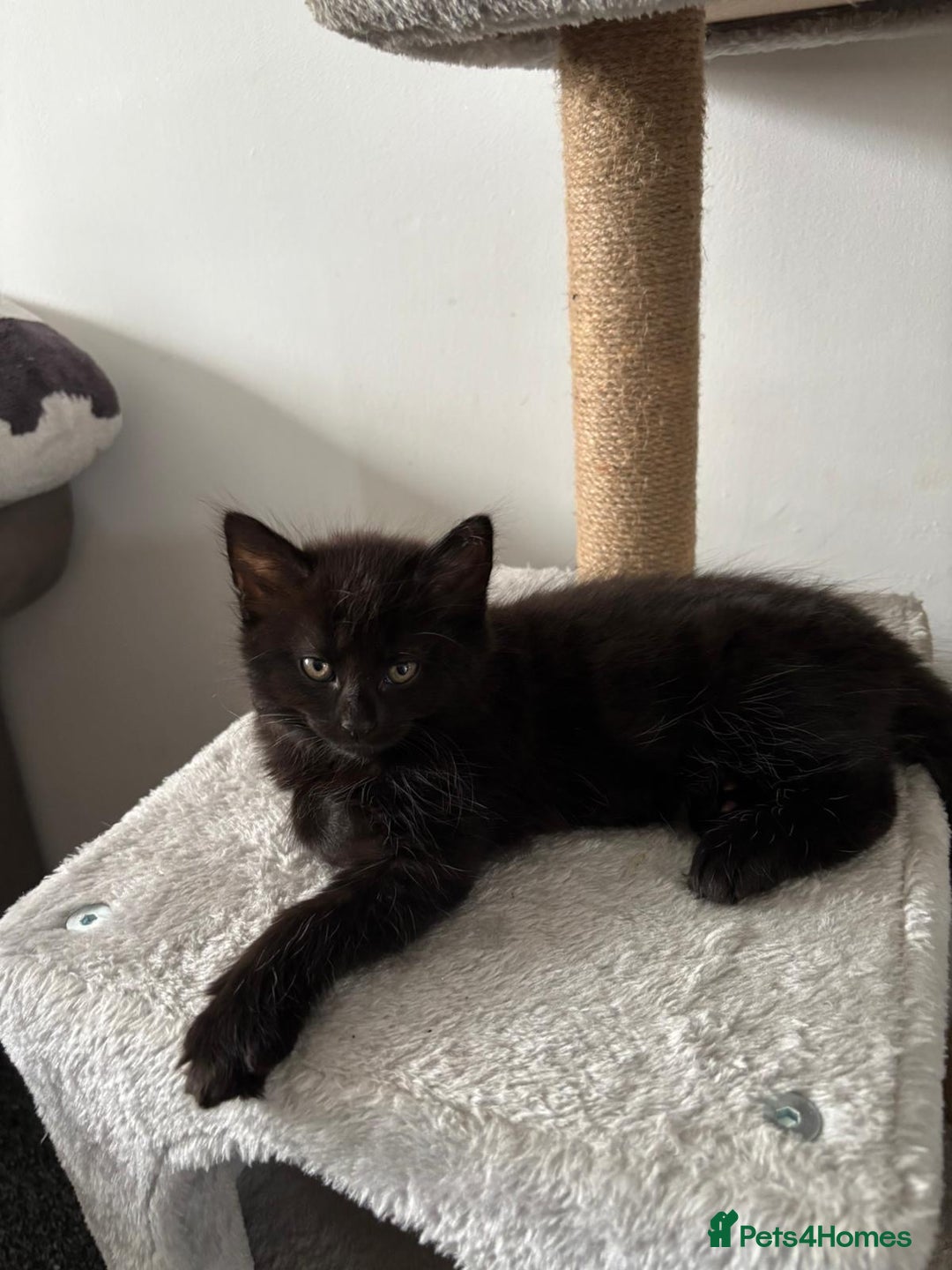 Mixed Breed cats for sale: Beautiful Kittens Looking for a Loving Home 🐾 - Image 11
