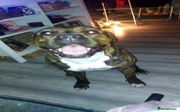 Mixed Breed dogs for sale: The Last 3 babies  - Advert 2