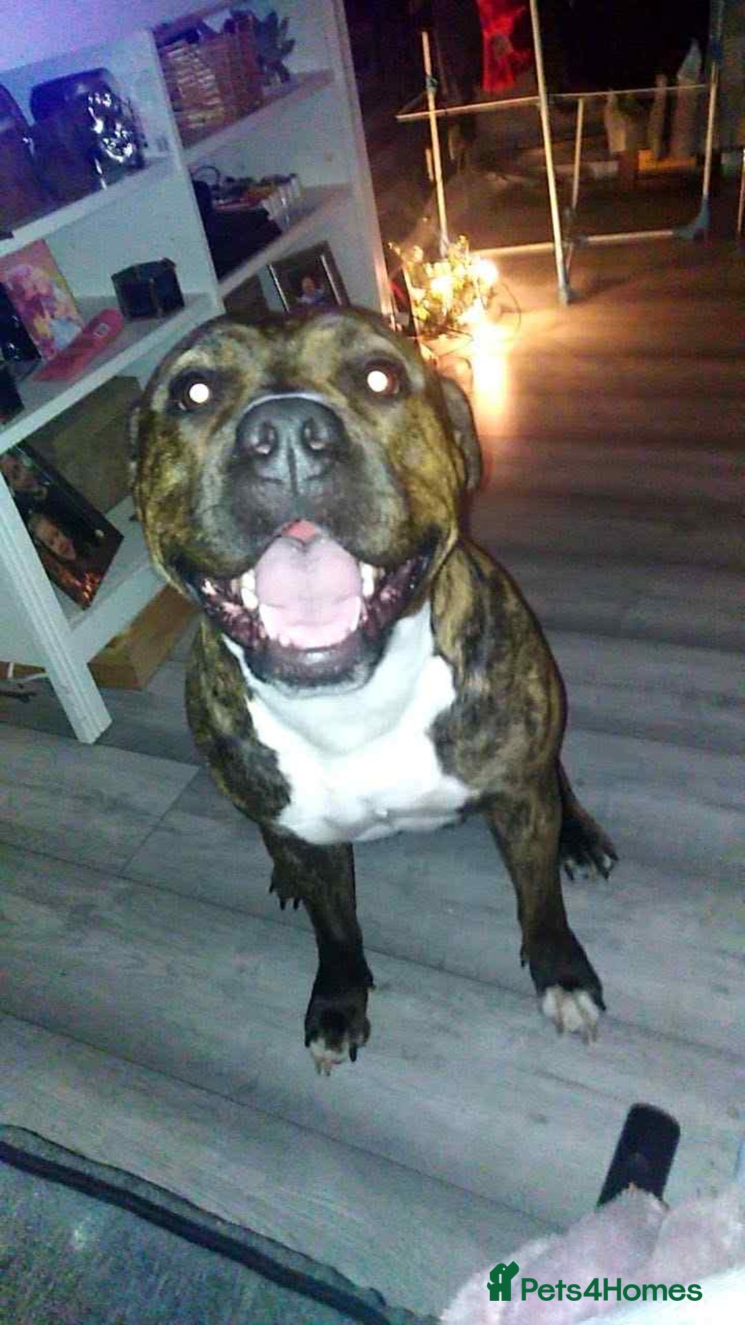 Mixed Breed dogs for sale: The Last 3 babies  - Advert 2