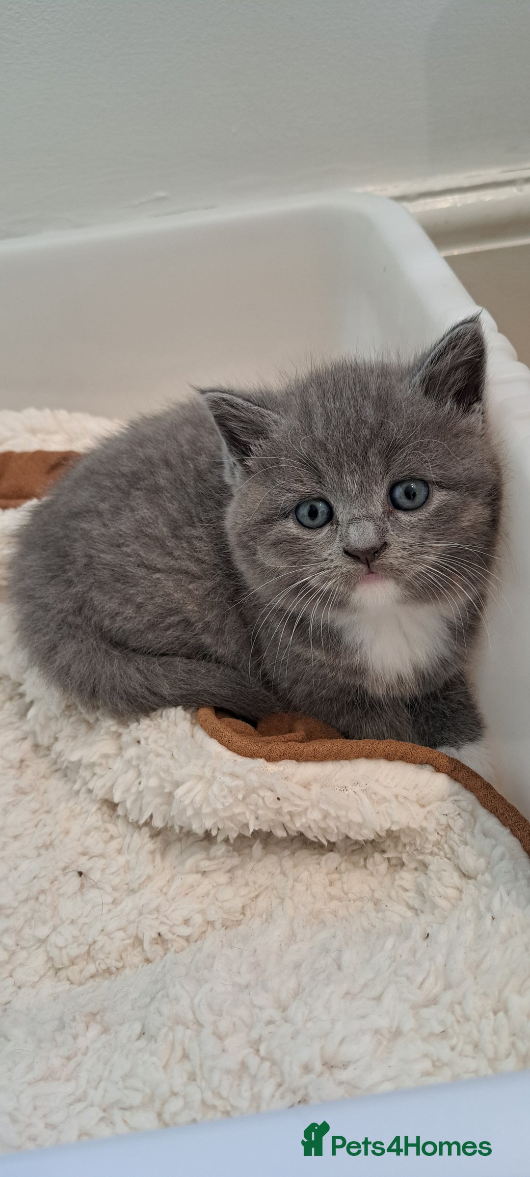 British Shorthair cats for sale: British Shorthair X Kittens  - Advert 10