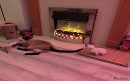 Siamese cats for sale: Your Heart Will Melt! Amazing Siamese Kittens! - Image 10