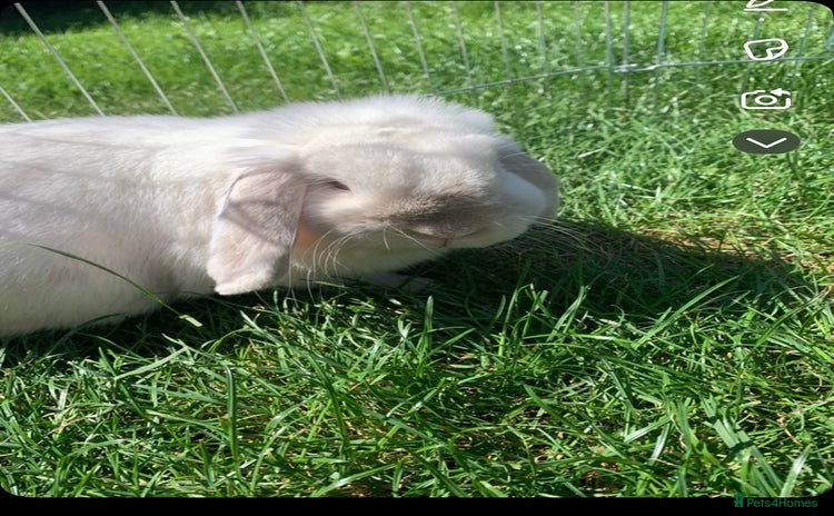 Mini Lop rabbits - Advert 2