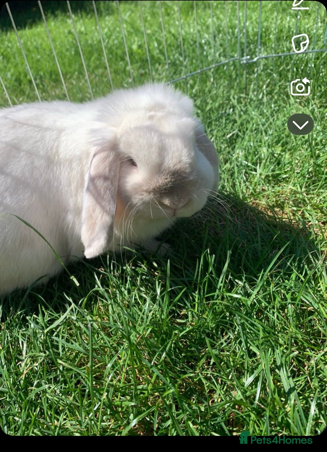 Mini Lop rabbits for sale: Male mini lop  - Image 1