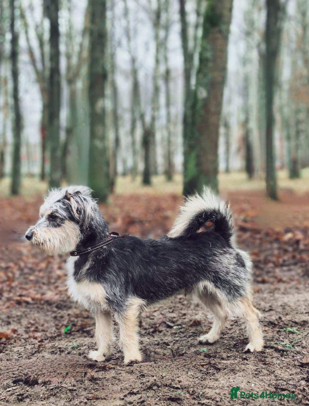 Norfolk Terrier dogs for adoption: MILES – Male Norfolk Terrier - Advert 3