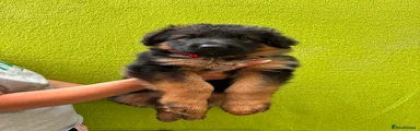 German Shepherd 3