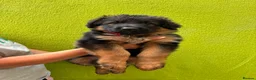 German Shepherd dogs for sale: German Shepherd puppies  - Advert 5